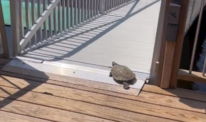 Video kornjače na mostu u dva dana pogledan gotovo 10 mil. puta, odmah će vam biti jasno zašto