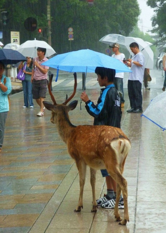 Ovaj dječak je pokazao veliko srce i došao s kišobranom do jelena kako ne bi toliko pokisnuo.