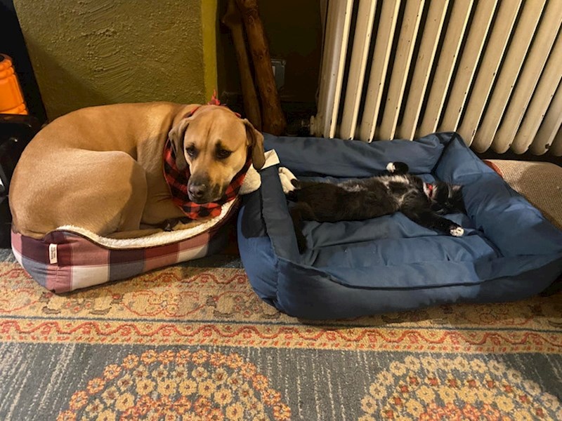 8. Svaki krevet je njihov krevet, tu nema rasprave 😃