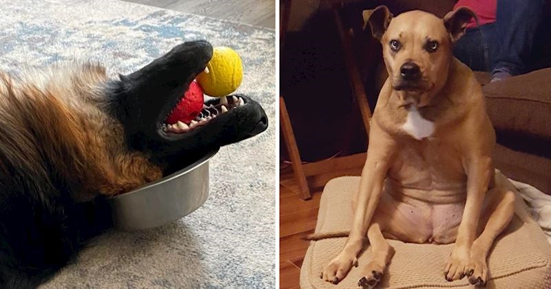 14 fotki blesavih pasa i mačaka koje će vam izmamiti osmijeh na lice, pogledajte što smo izdvojili