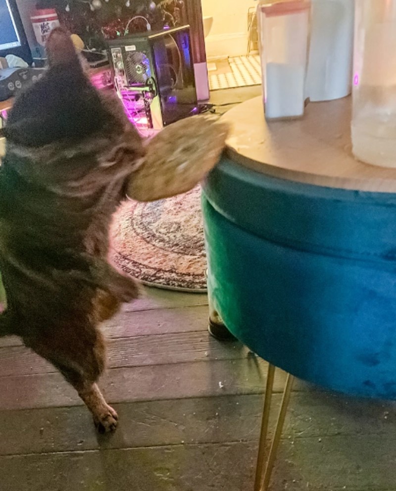 "Točan trenutak u kojem je moj mačak dokazao da je kriminalac!"