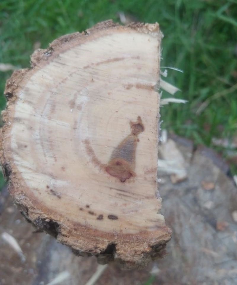 6. "Ugledali smo lik mace na cjepanici koju sam cijepao."