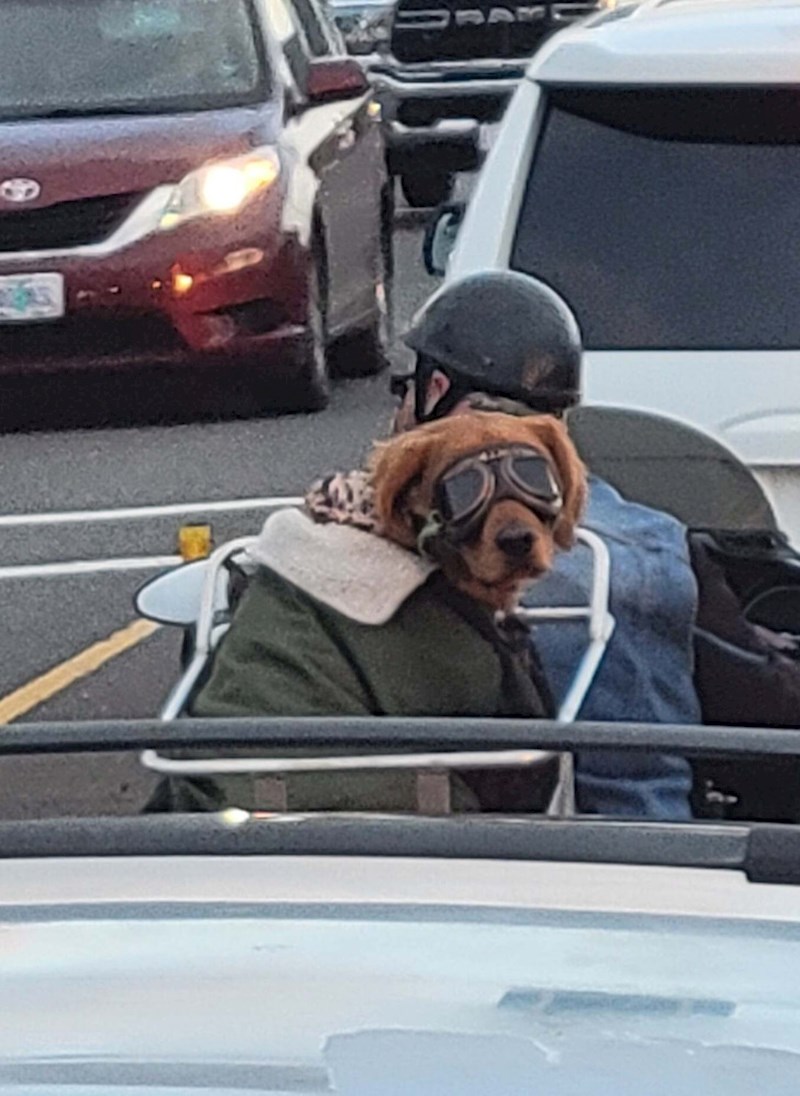 8. "Danas sam vidio ovu legendu u prometu. Odmah mi je bio bolji dan"