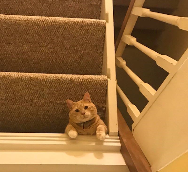 8. "Trebalo mi je nekoliko sekundi da dešifriram fotku na kojoj se nalazi mačka moje frendice"