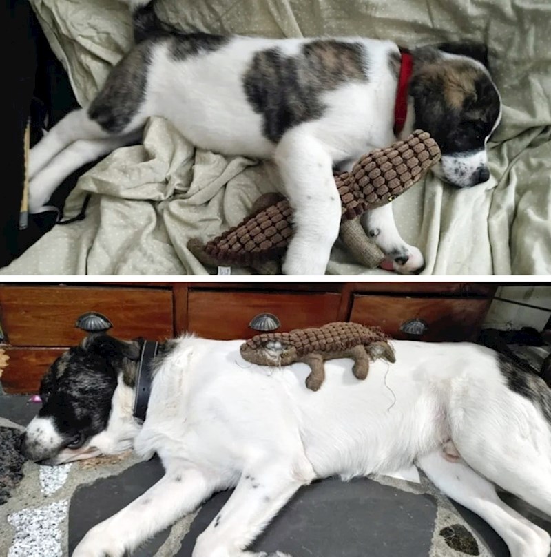 "Koliko je danas veći od svoje omiljene igračke. Rastopit ću se od ovoga!"