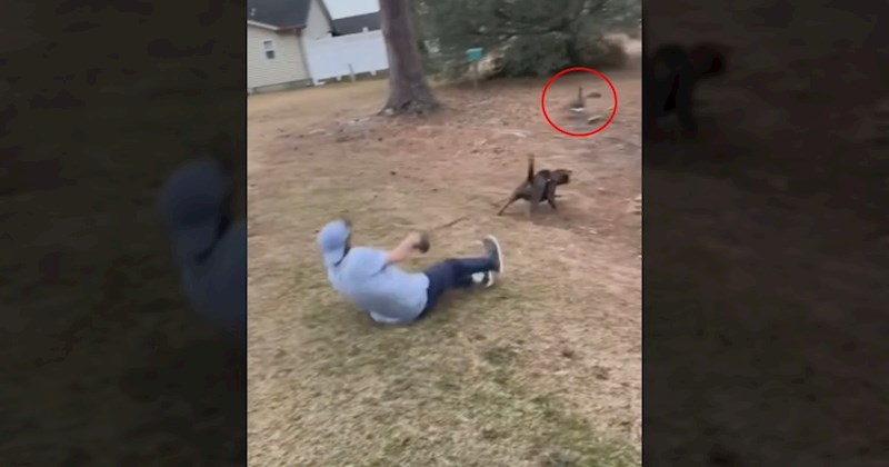 Pas je ugledao gusku i odlučio je slijediti bez obzira na sve. Kraj videa će vas nasmijati do suza