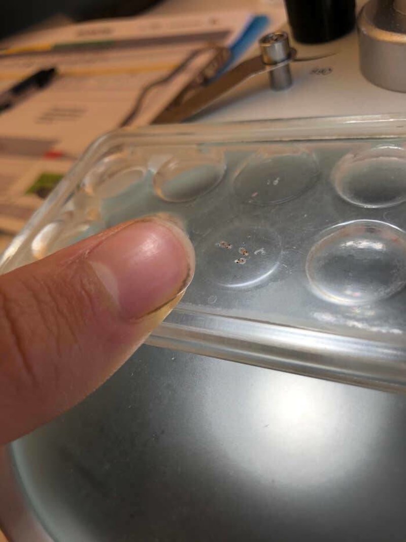 Vidite ove točkice na koje se pokazuje? To su bebe hobotnice.