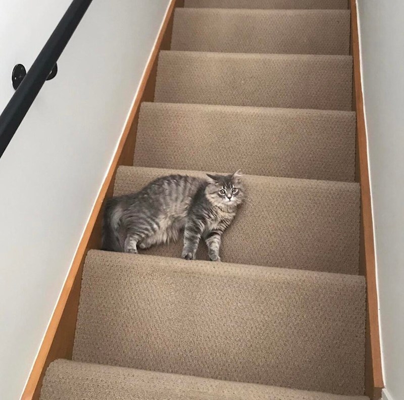 5. "Ovo je savršena fotka: ne možete biti sigurni leži li ili stoji"