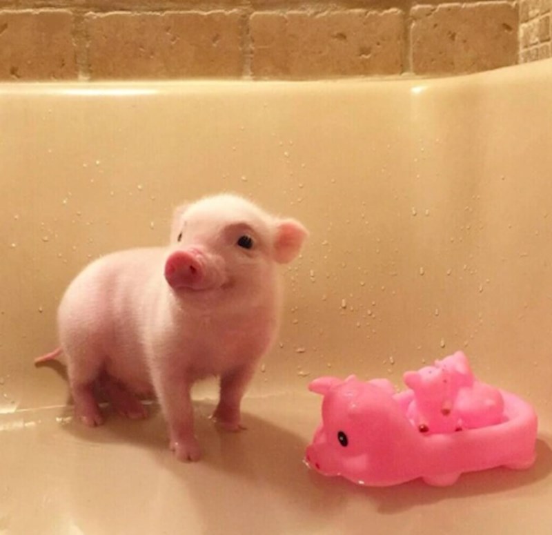 "Kakvog ja to slatkiša imam!"