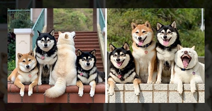Svijet se smije psu koji "uništi" gotovo svaku grupnu fotografiju na kojoj ga uslikaju