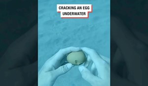Tip je razbio jaje pod vodom i snimio prefora prizor, video u jednom danu pogledan pet mil. puta
