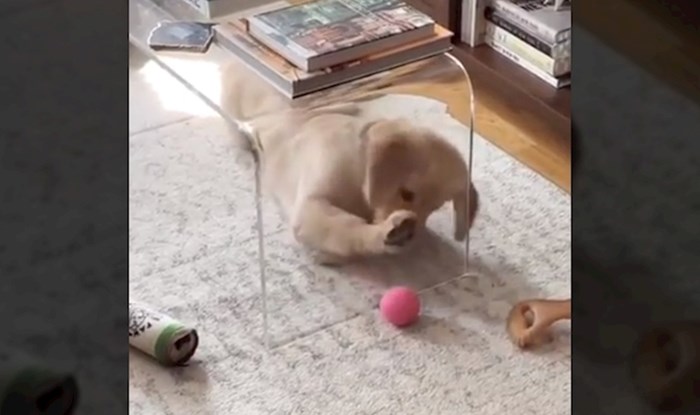 Video blesavog psića koji se pokušava igrati lopticom oduševio ljude, odmah će vam biti jasno zašto