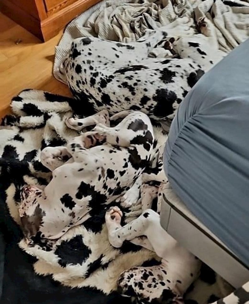 10. "Koliko pasa vidite na slici?"