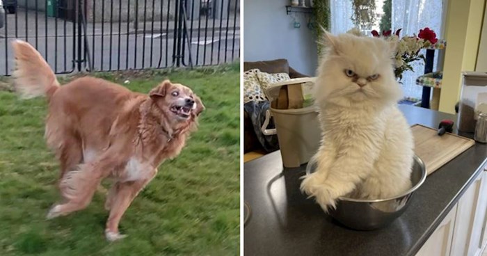 10 smiješnih fotki snimljenih u pravom trenutku da uhvate dramatične grimase ovih pasa i mačaka