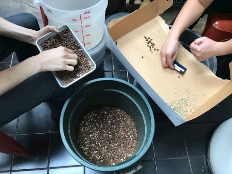 "Radim u malom kafiću. Naš šef nije pazio i pomiješao je zrnca kave. Sad svako moramo pregledati i odvojiti u pripadajuću kategoriju... Sve to radimo zrnce po zrnce. Ručno"