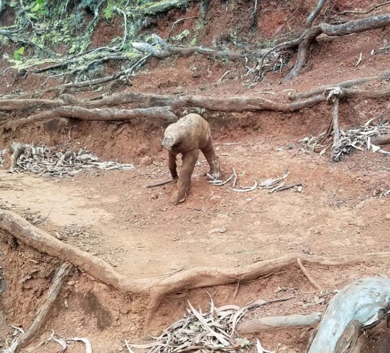 9. Korijen izgleda kao neka mala životinja.