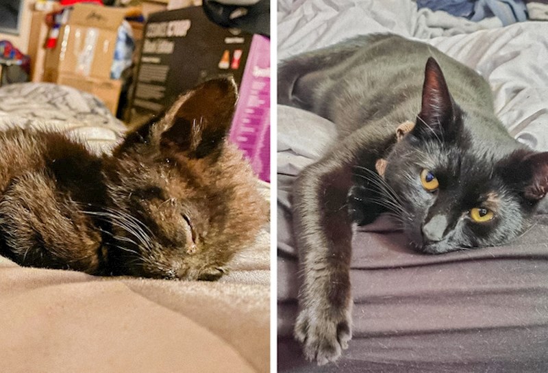 Netko ga je odbacio na građevinskom zemljištu, ljudi su ga odlučili spasiti i sad je narastao u pravog ljepotana