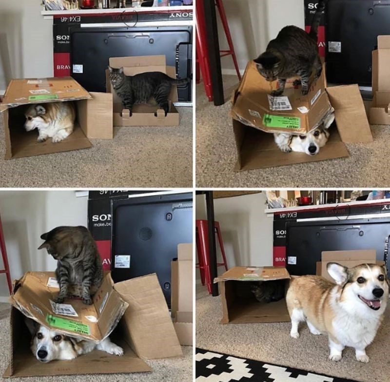 Priča o suživotu psa i mačke u četiri slike 🤣