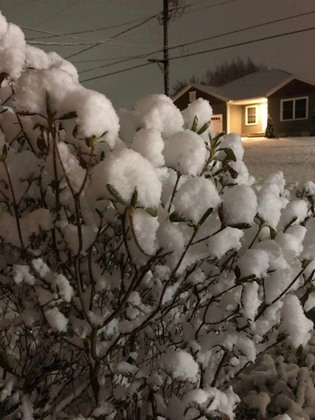 Zbog snijega ovaj grm izgleda kao pamuk