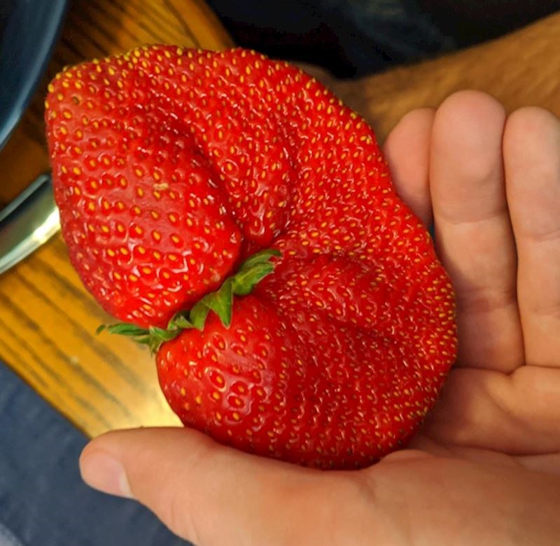 9. Još ako je sočna i slatka, nema bolje!