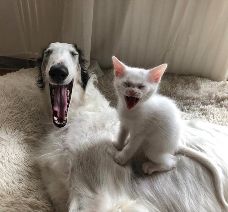 14. "Pogledajte molim vas ovu predobru fotku mojih čupavaca koju sam uhvatila"