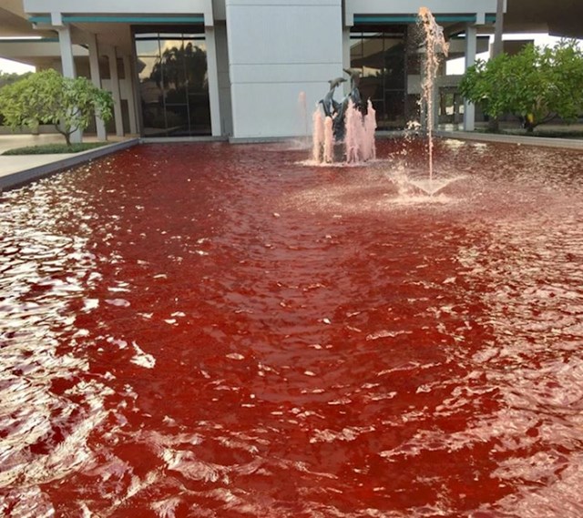 "U mojoj firmi su obojili fontanu u crveno kako bi podigli svijest o oboljelima od raka, ali ovo izgleda kao mjesto zločina"