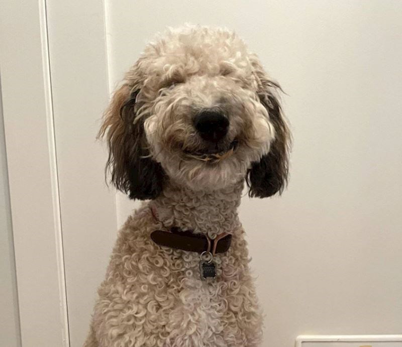 "Uvijek se ovako smije nakon što mu damo maslac od kikirikija"