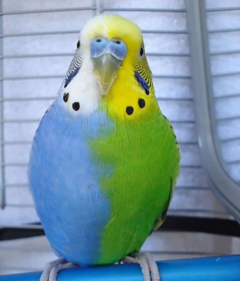 2. Pola plava, pola zelena.