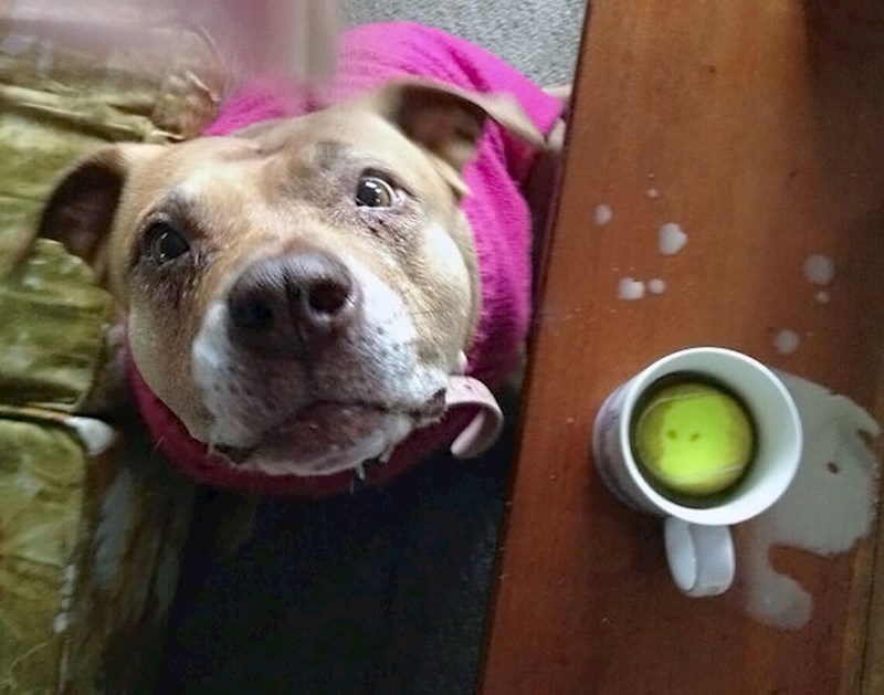 "Sreća je u jutru i neplaniranoj psećoj loptici u kavi"