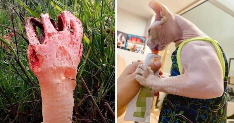 Ljudi su podijelili 10+ neobičnih prirodnih fenomena koji su ih iznenadili, prizori su fascinantni