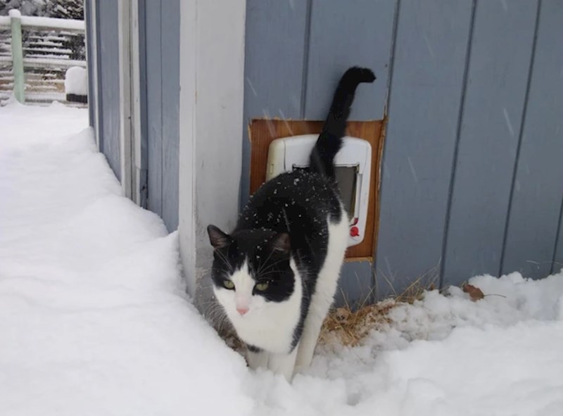 6. Napravili su prolaz u ugrijanu kućicu da bi se susjedova mačka imala gdje skloniti od lošeg vremena i vrućine.