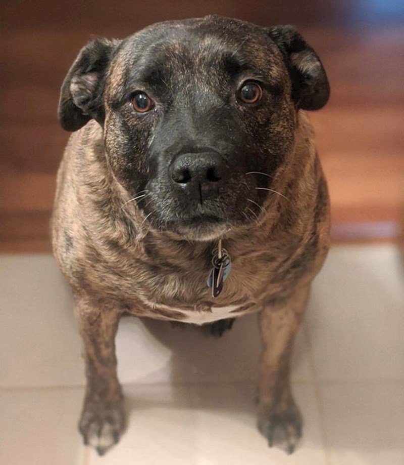 Muškarac je udomio starijeg psa kojeg su vlasnici napustili jer je prestar. Kad je to čuo smatrao je da životinji mora pružiti ljubav kad su već njegovi bivši vlasnici zakazali