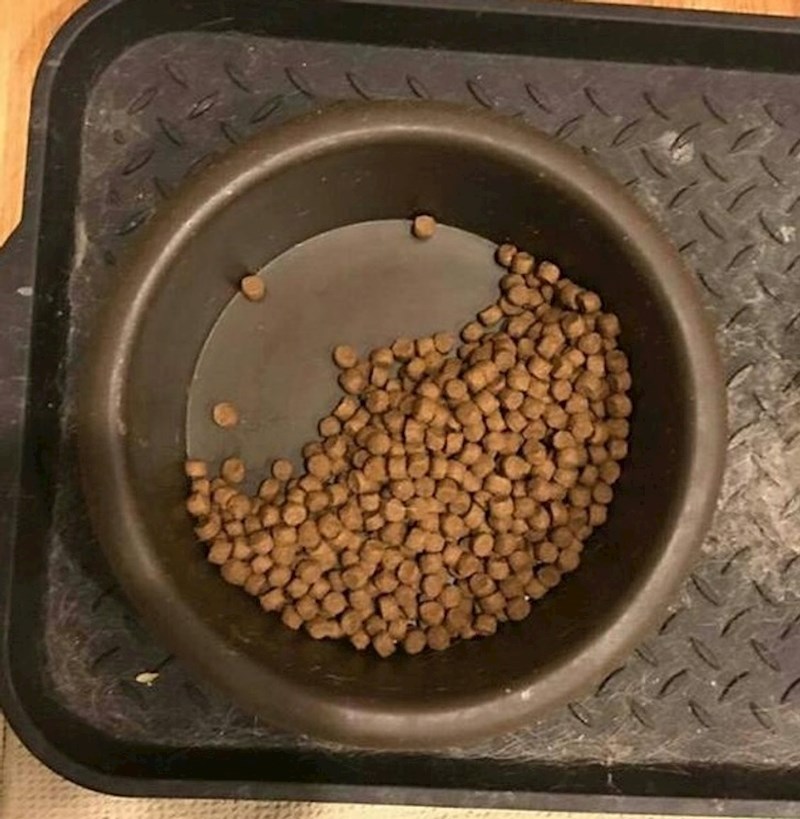 "Do prije nekoliko tjedana smo imali dva psa - Stitcha i Cookieja. Stitch je istrenirao Cookieja da mu uvijek ostavi pola zdjelice svoje hrane što je Cookie i činio. Sada kada više Stitcha nema, Cookie i dalje ostavlja pola porcije za svog najboljeg prijatelja."