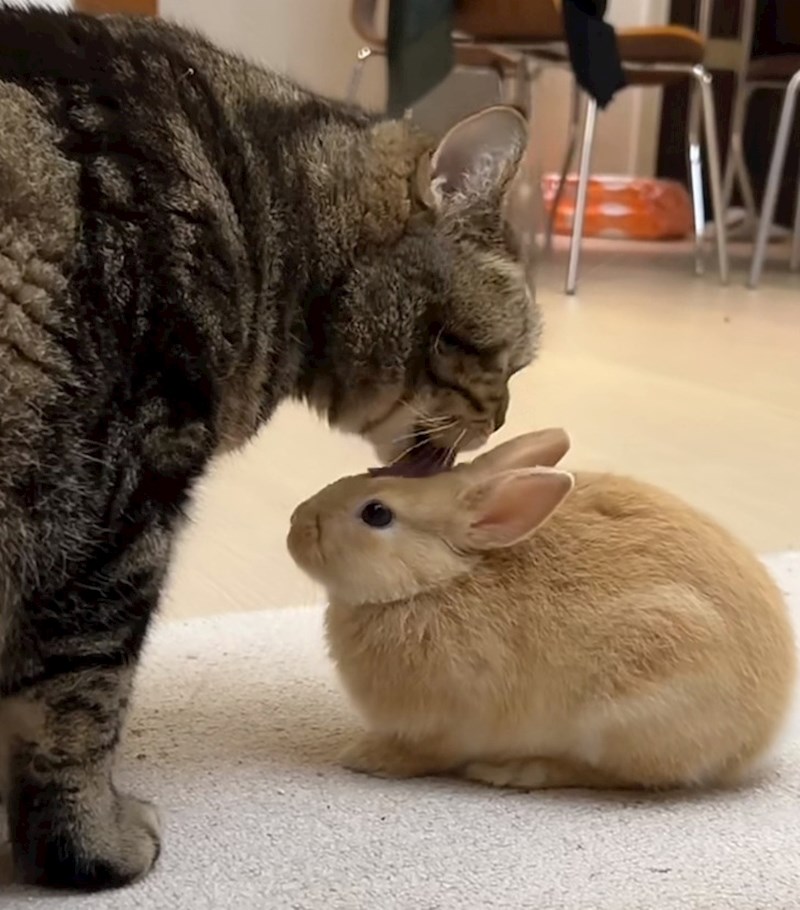 11. "Ovo je za sve one koji su me uvjeravali da mačka i zec ne mogu živjeti zajedno"