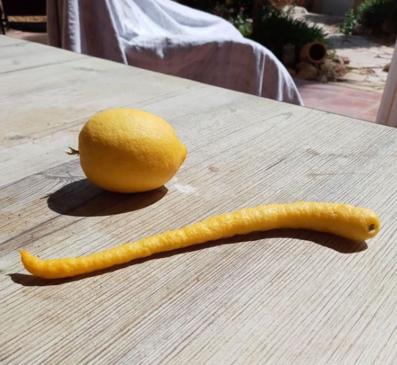 6. "Jeste li ikada vidjeli ovakav neobičan limun?"