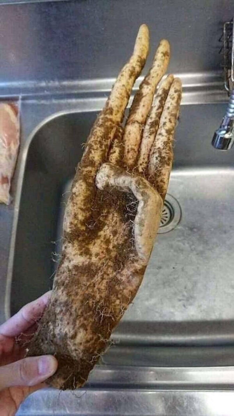 18. Izgleda kao ruka...