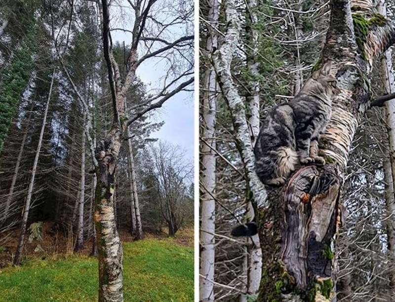Ovaj mačak može raditi kao špijun!