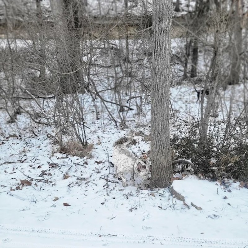 1. "Slali smo fotku prijateljima i rijetko tko je vidio da su na slici dva psa"