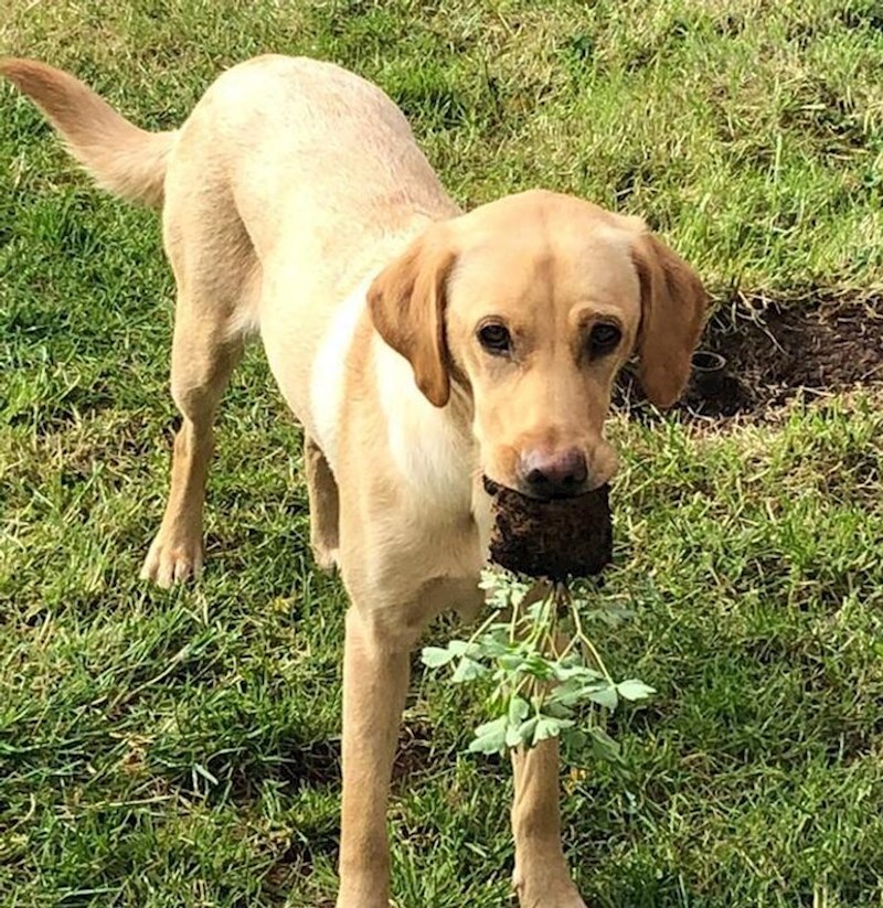 2. Vlasnica se nije dugo mogla ni ljutiti na njega nakon što joj je ovo donio