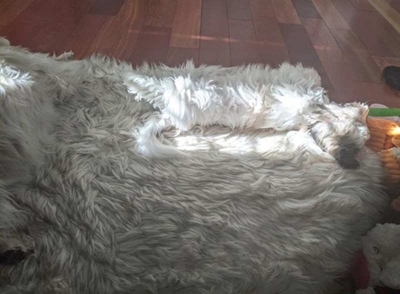 Vidite li dva psa na ovoj fotografiji?