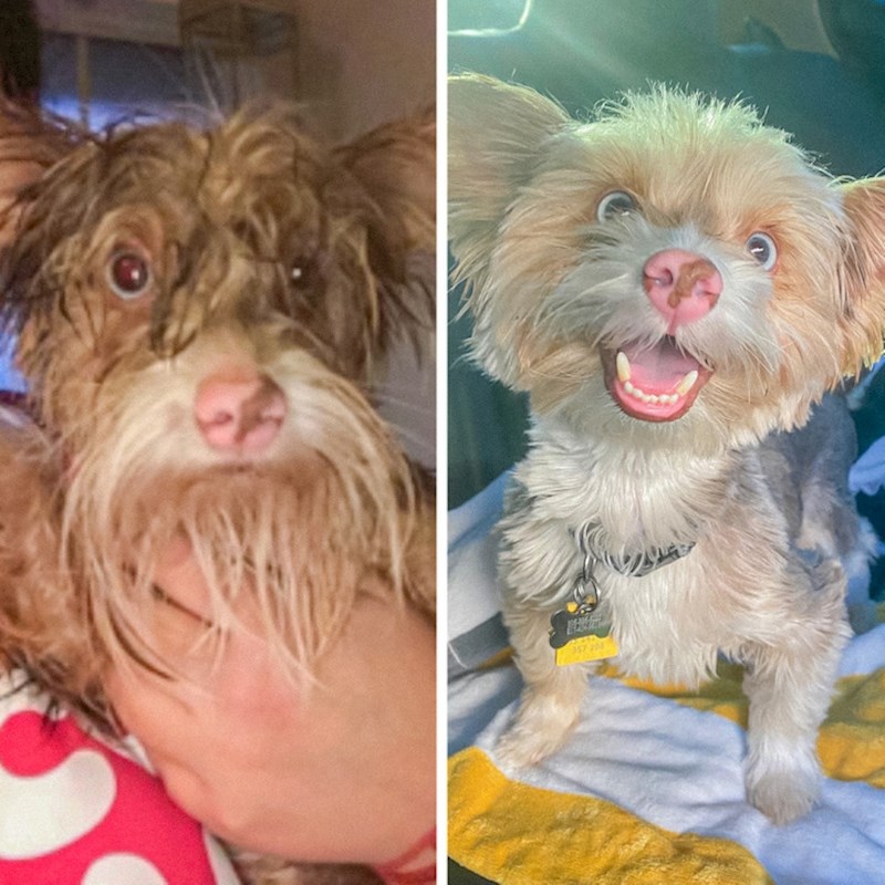 Baš kao i u očima ovoga predivnog psića koji neprestano uljepšava život svojih ljudi