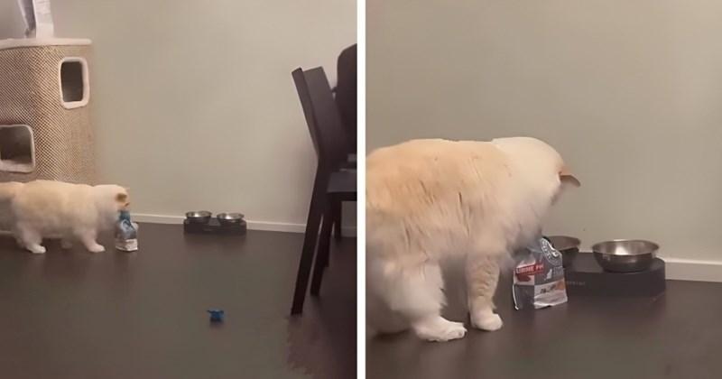 Mački je dosadilo čekati da joj daju jesti pa se sama poslužila. Ovo jednostavno morate vidjeti!