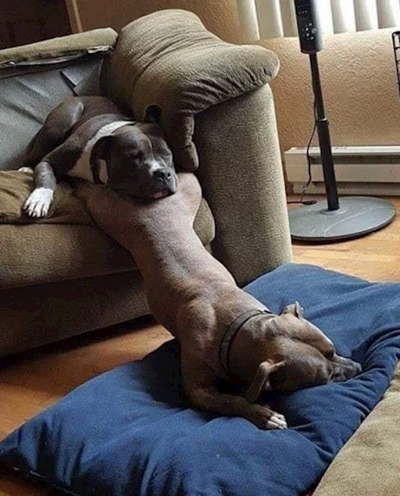 "Kako su samo zaspali 😂"