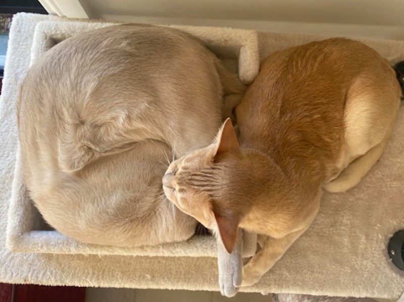 1. Druga mačka izgleda kao da nema glavu