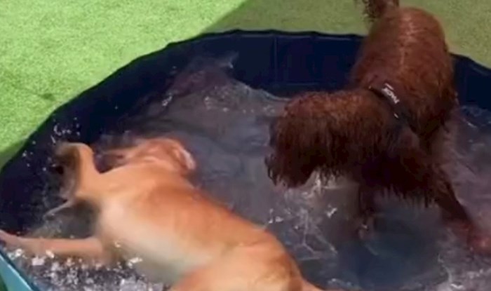 Žena snimila što jedan njezin pas radi svaki put kad ga pusti u bazen, video će vam uljepšati dan