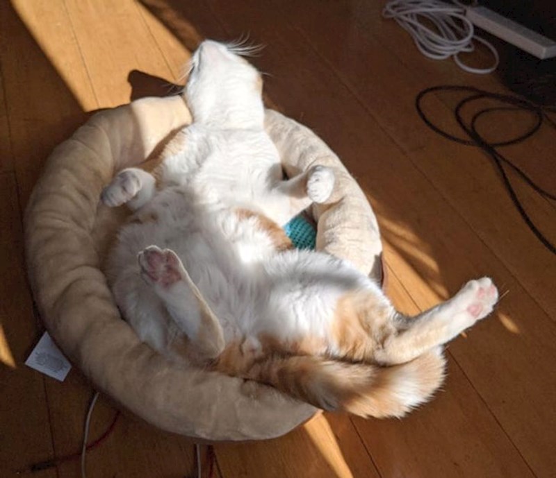 Žena je ovog mačka udomila iz kuće u kojoj je bilo 13 mačaka. Ovako je legao kad je konačno imao svoj prostor i mir