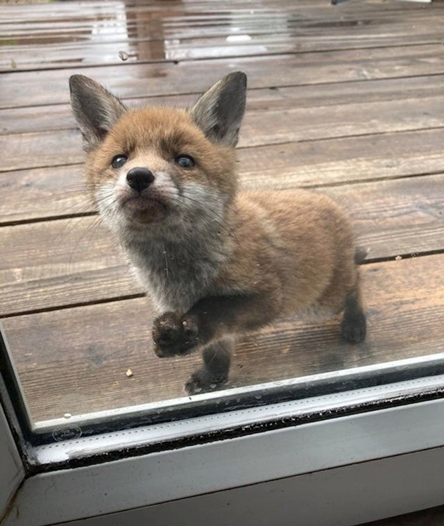 14. "Ova mala lisica je počela dolaziti na našu terasu"