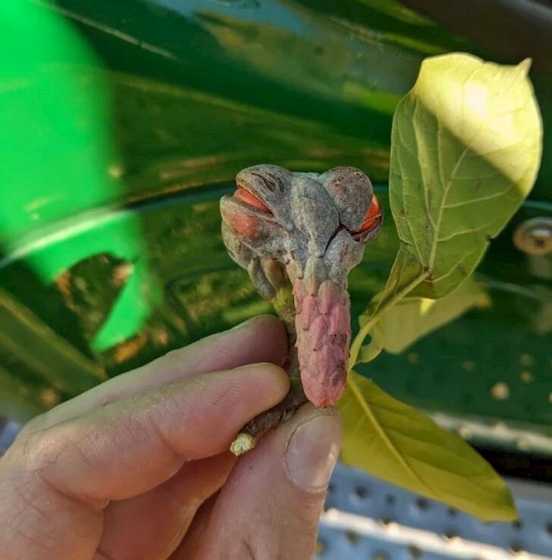 "Ova biljka izgleda kao neki zlikovac"