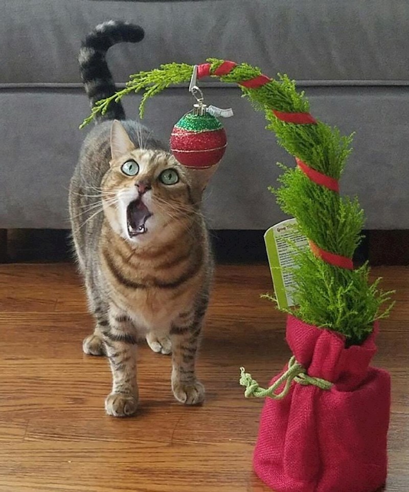 9. "Mačak moje prijateljice uvijek radi prečudne grimase"