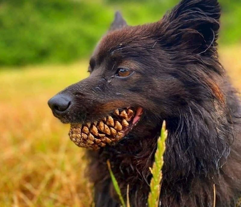 "Naš oštrozubi pas"